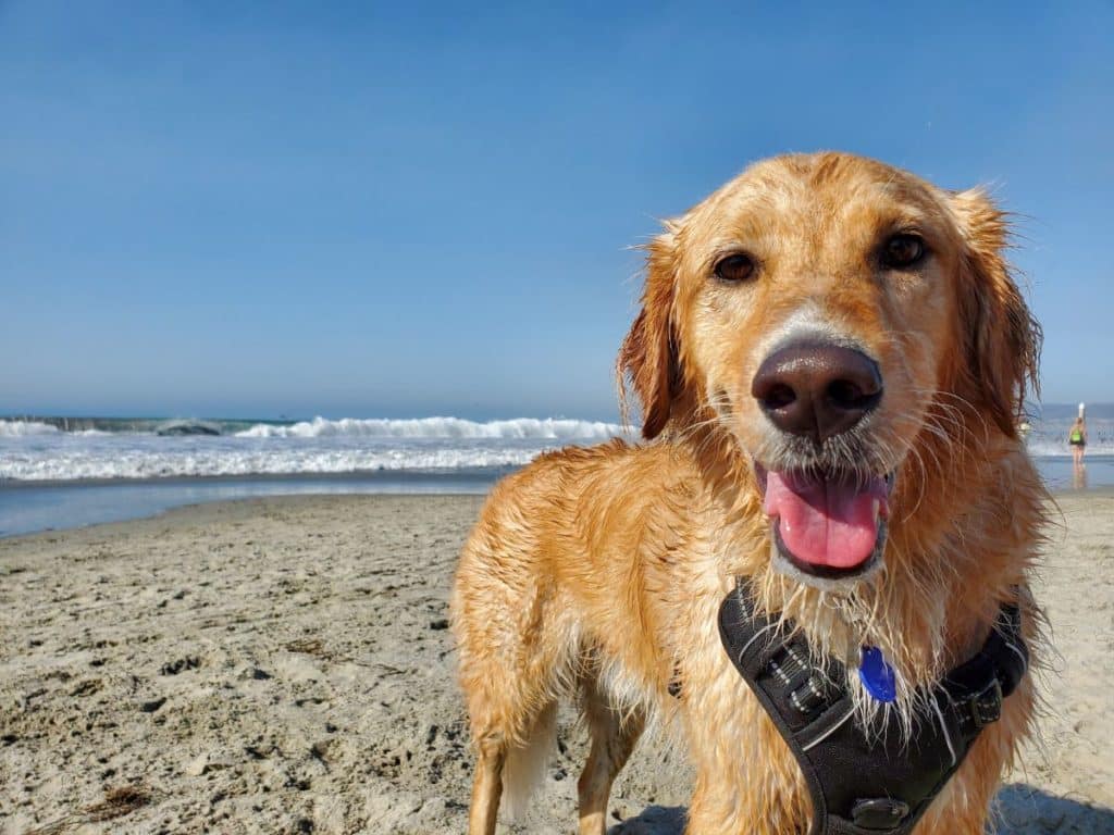 Pet-Friendly - Melhores Bairros e Imóveis para Quem Tem Animais de Estimação em Florianópolis